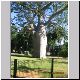 Kununurra Boab Tree.jpg